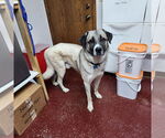 Small #5 Anatolian Shepherd Mix