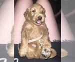 Puppy Light pink Labradoodle-Poodle (Standard) Mix