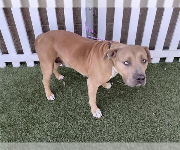 Medium Photo #1 American Pit Bull Terrier-Unknown Mix Puppy For Sale in Modesto, CA, USA