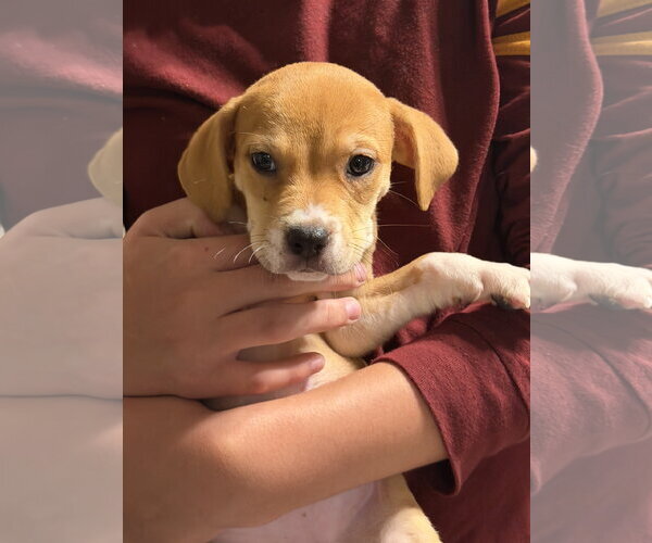 Medium Photo #2 Labrador Retriever-Unknown Mix Puppy For Sale in The Woodlands, TX, USA