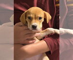 Small #1 Labrador Retriever Mix