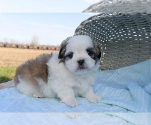 Mal-Shi Puppy for sale in SYRACUSE, IN, USA