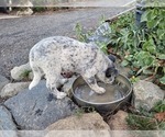 Small Photo #3 Australian Cattle Dog Puppy For Sale in TOWNSEND, DE, USA