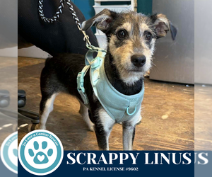 Mutt Dogs for adoption in Kimberton, PA, USA