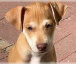 Small #3 Whippet Mix
