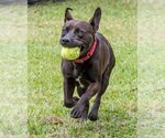 Small Photo #6 Labrador Retriever-Unknown Mix Puppy For Sale in Miami, FL, USA