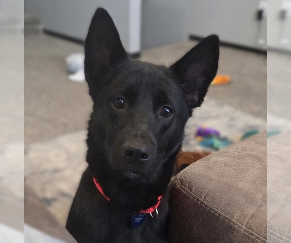 Medium Photo #1 Border Collie-Unknown Mix Puppy For Sale in Fargo, ND, USA