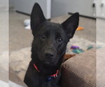 Small Border Collie Mix