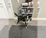 Small #1 Mutt