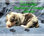 Puppy Lime Collar Border Collie