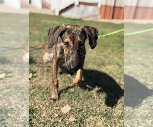Medium Photo #6 Doberman Pinscher-Unknown Mix Puppy For Sale in Buffalo, MN, USA