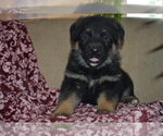 Small #1 German Shepherd Dog
