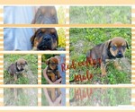 Small Photo #7 English Mastweiler Puppy For Sale in FAIR GROVE, MO, USA