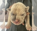 Puppy Lady Joker American Bully