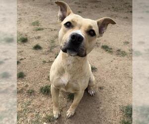 Mutt Dogs for adoption in Bakersfield, CA, USA