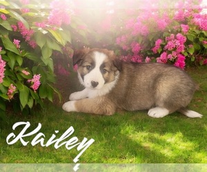 Australian Shepherd Puppy for sale in NOVI, MI, USA