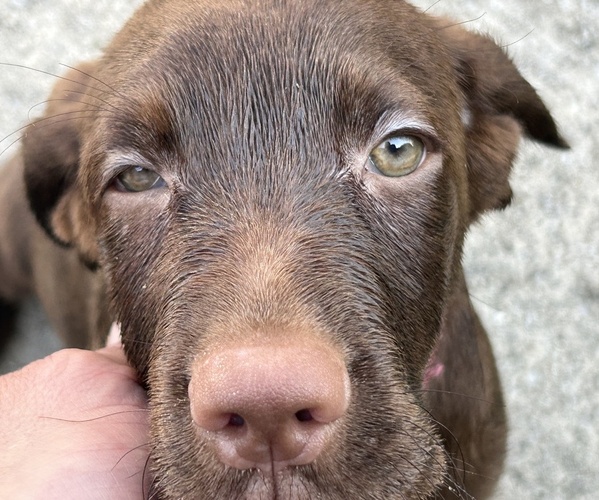 Medium Photo #6 Labrador Retriever Puppy For Sale in MARYVILLE, TN, USA