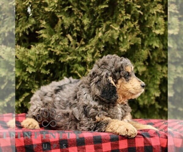 Medium Photo #3 Bernedoodle (Miniature) Puppy For Sale in LEOLA, PA, USA