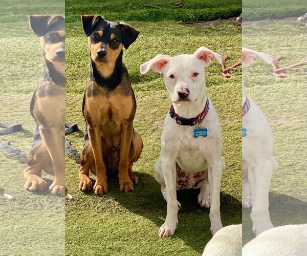 Medium Photo #3 American Bulldog-Unknown Mix Puppy For Sale in Newport Beach, CA, USA