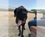 Small #3 Mastiff