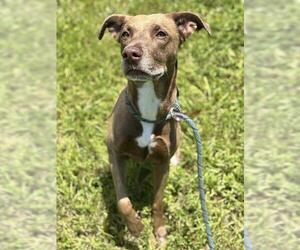 Medium American Staffordshire Terrier