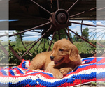 Puppy Juliet Golden Retriever