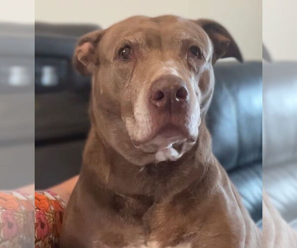 Medium Photo #3 American Pit Bull Terrier-Unknown Mix Puppy For Sale in Aurora, CO, USA