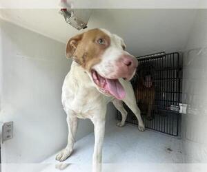 American Pit Bull Terrier-Unknown Mix Dogs for adoption in Houston, TX, USA