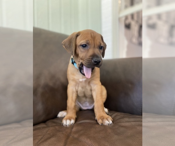 Medium Photo #12 Rhodesian Ridgeback Puppy For Sale in KELLER, TX, USA