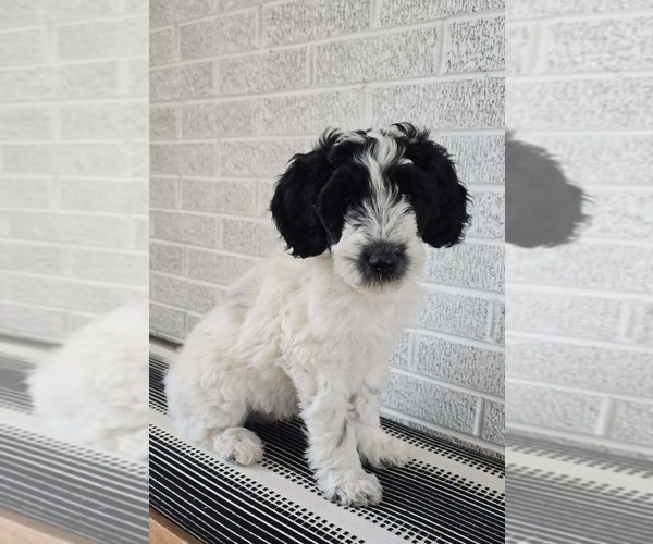 Medium Photo #3 Labradoodle Puppy For Sale in CANTON, NC, USA