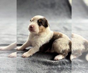 Medium Australian Shepherd