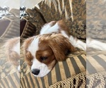 Small #2 Cavalier King Charles Spaniel