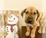 Small Photo #3 Great Dane Puppy For Sale in LITHONIA, GA, USA