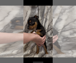 Small #1 Jack Russell Terrier
