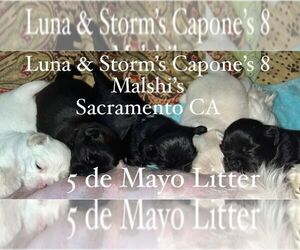 Mal-Shi Puppy for sale in SACRAMENTO, CA, USA