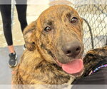 Small Catahoula Leopard Dog Mix