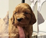 Puppy Brown collar Irish Setter