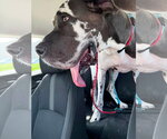 Small #1 Great Dane Mix