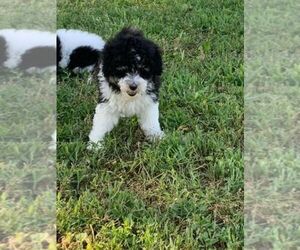 Poodle (Miniature) Puppy for sale in HADDAM, KS, USA