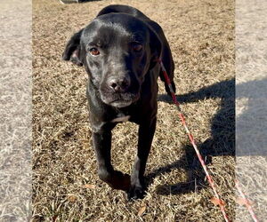 Mutt Dogs for adoption in Rockaway, NJ, USA