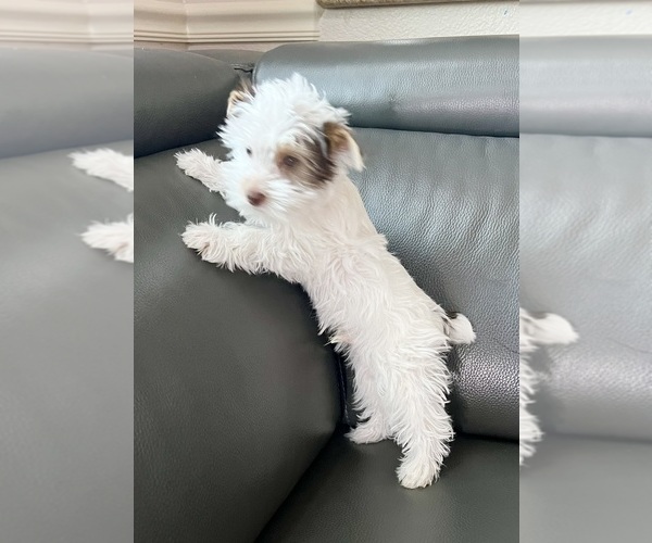 Medium Photo #10 Yorkshire Terrier Puppy For Sale in ROCKLIN, CA, USA