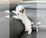 Small #9 Yorkshire Terrier