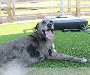 Catahoula Leopard Dog Dogs for adoption in Chestertown, MD, USA