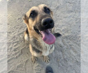 German Shepherd Dog Dogs for adoption in Riverside, CA, USA