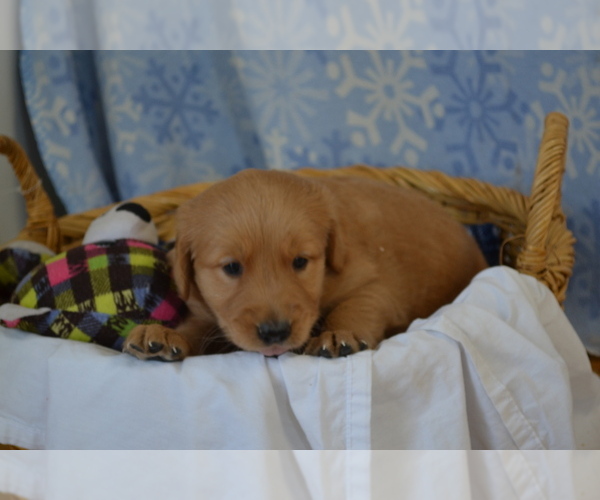 Medium Photo #32 Golden Retriever Puppy For Sale in GREENWOOD, WI, USA