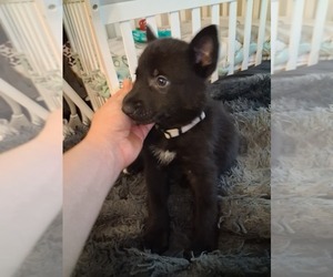 Medium German Shepherd Dog