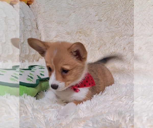 Medium Photo #5 Pembroke Welsh Corgi Puppy For Sale in ARROYO GRANDE, CA, USA