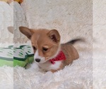 Small #4 Pembroke Welsh Corgi