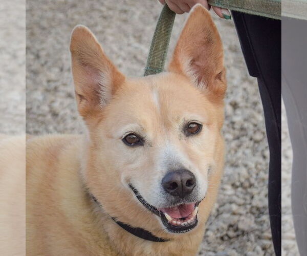 Medium Photo #1 German Shepherd Dog-Unknown Mix Puppy For Sale in Huntley, IL, USA