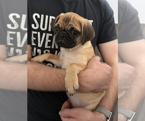 Pug Puppy for sale in PALM COAST, FL, USA